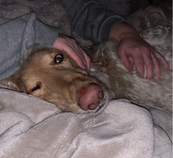 15 Pictures That Prove Afghan Hounds Are Perfect Weirdos 9