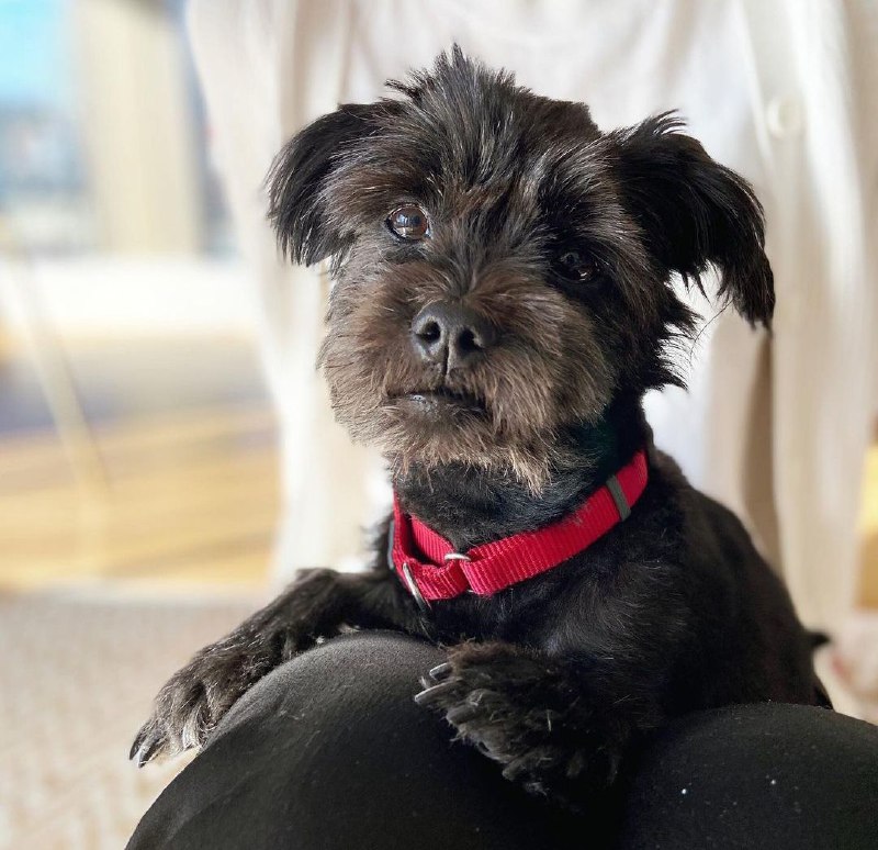 Affenpinscher 25