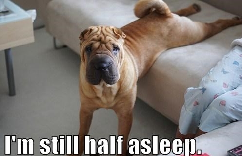 15 Funny Shar-Pei Memes To Make Your Day 10