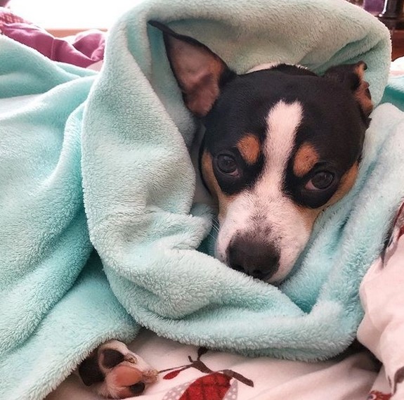 15 Pictures That Prove Rat Terriers Are Perfect Weirdos 10 15 Pictures That Prove Rat Terriers Are Perfect Weirdos 10
