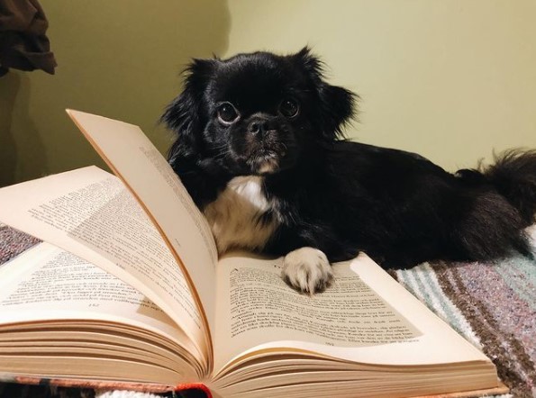 16 Pictures That Prove Tibetan Spaniels Are Perfect Weirdos 10