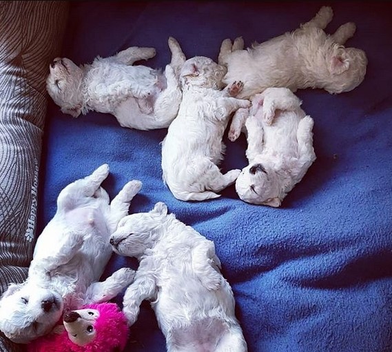 15 Pictures That Prove Bolognese Dogs Are Perfect Weirdos 10 15 Pictures That Prove Bolognese Dogs Are Perfect Weirdos 10