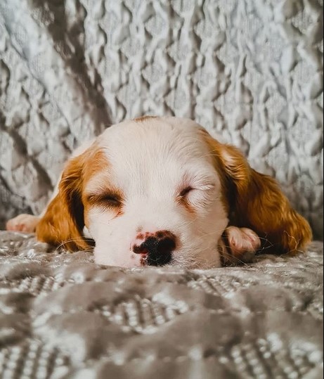 15 Pictures That Prove Brittany Spaniels Are Perfect Weirdos 10