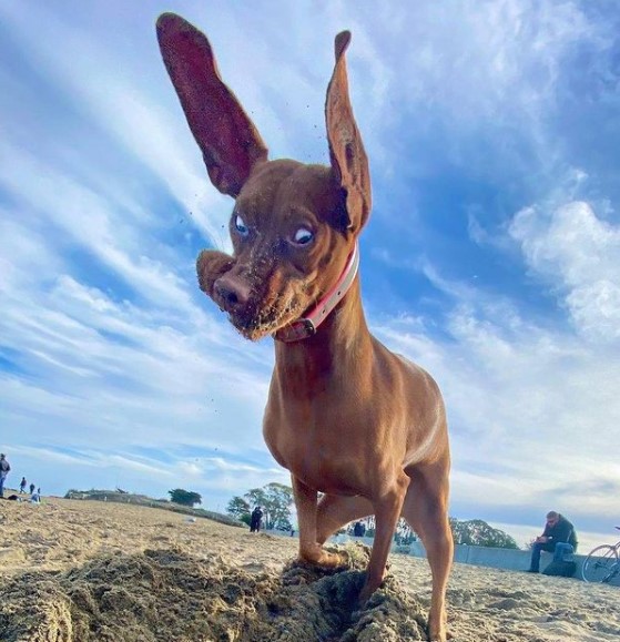 16 Pictures That Prove Vizslas Are Perfect Weirdos 10