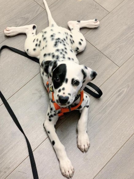15 Pictures That Prove Dalmatians Are Perfect Weirdos 10