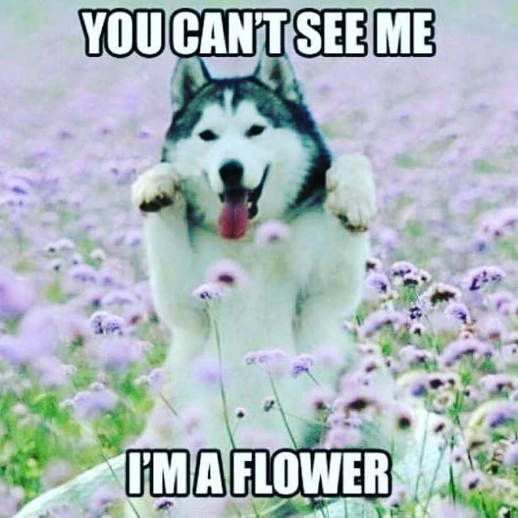 15 Funny Siberian Husky Memes To Make Your Day 10