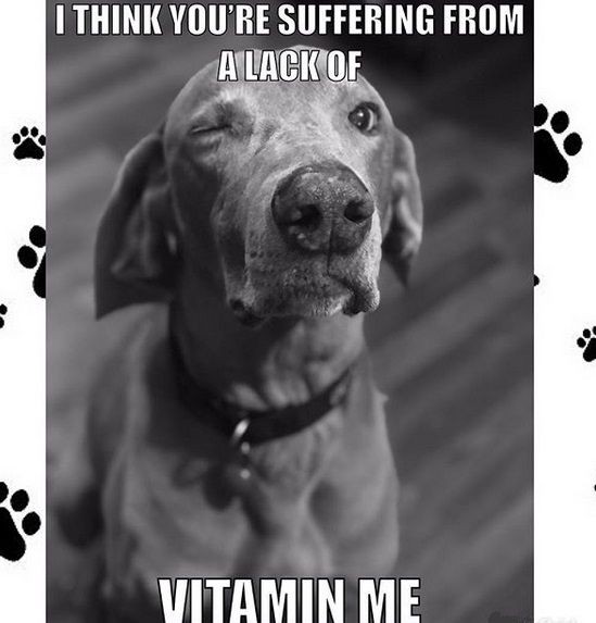 15 Funny Weimaraner Memes To Make Your Day 11