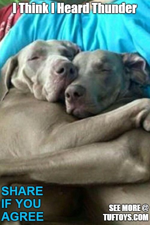 15 Funny Weimaraner Memes To Make Your Day 10