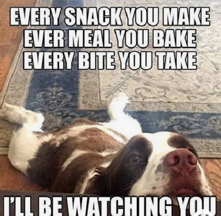 15 Funny Springer Spaniel Memes To Make Your Day 11 15 Funny Springer Spaniel Memes To Make Your Day 11