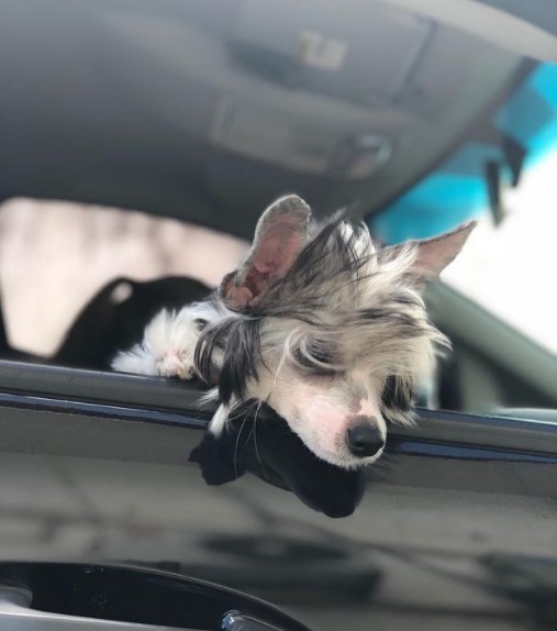 15 Pictures That Prove Chinese Crested Dogs Are Perfect Weirdos 11