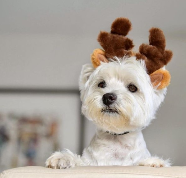 16 Pictures That Prove West Highland White Terriers Are Perfect Weirdos 11
