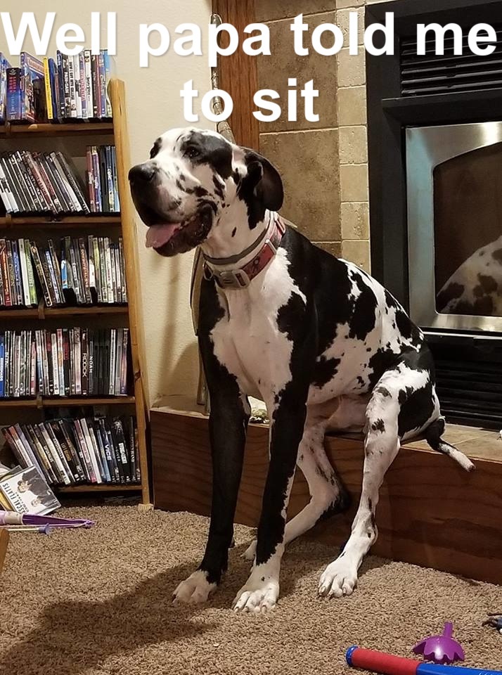 15 Funny Great Dane Memes To Make Your Day 11