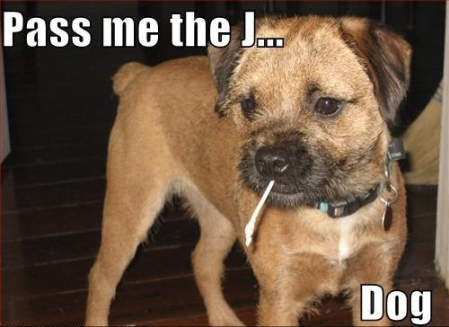 15 Funny Border Terrier Memes To Make Your Day 11