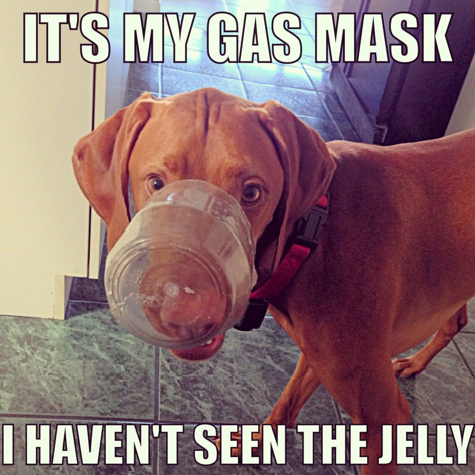 15 Funny Vizsla Memes To Make Your Day - Page 3 of 5 ...