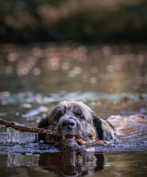 16 Pictures That Prove Leonbergers Are Perfect Weirdos 10