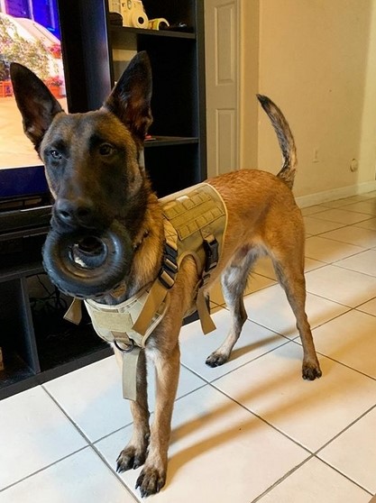 15 Pictures That Prove Belgian Malinoises Are Perfect Weirdos 11