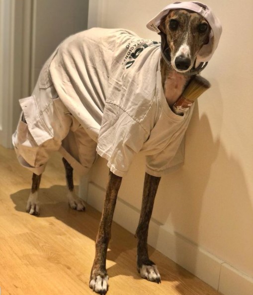 15 Pictures That Prove Greyhounds Are Perfect Weirdos 11