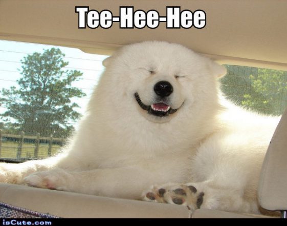 15 Funny Samoyed Memes To Make Your Day 11