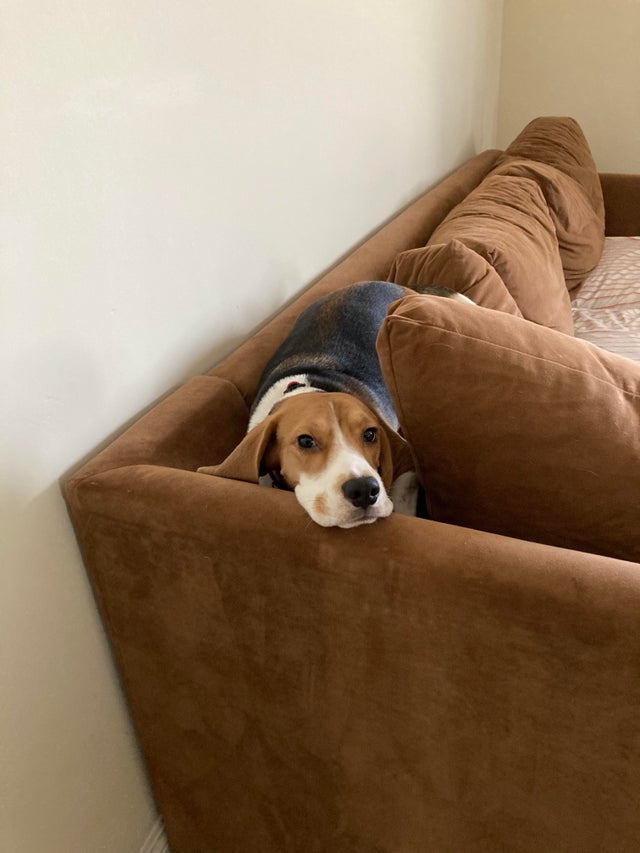 15 Things Only Beagle Owners Will Understand 11