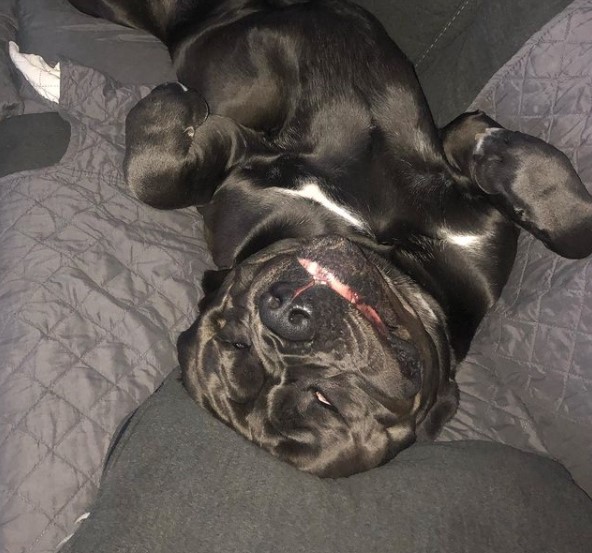 16 Pictures That Prove Cani Corsi Are Perfect Weirdos 10