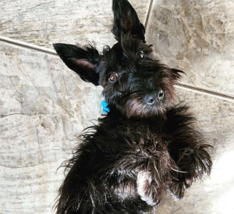 15 Pictures That Prove Scottish Terriers Are Perfect Weirdos 11