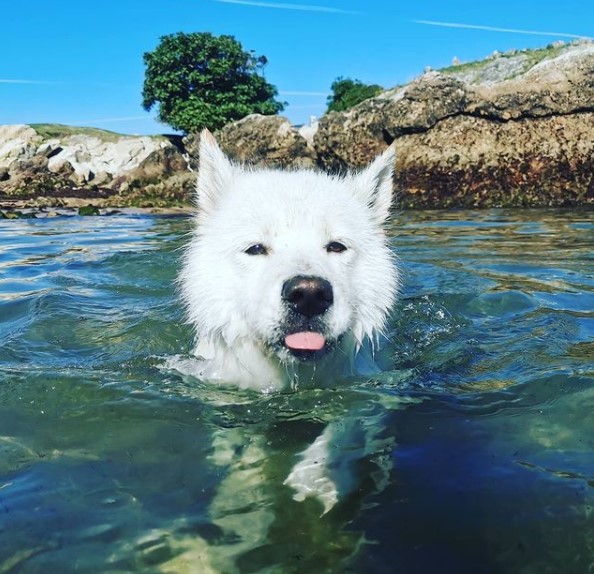 16 Pictures That Prove Samoyeds Are Perfect Weirdos 11
