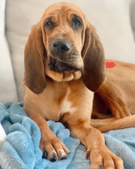 15 Pictures That Prove Bloodhounds Are Perfect Weirdos 11