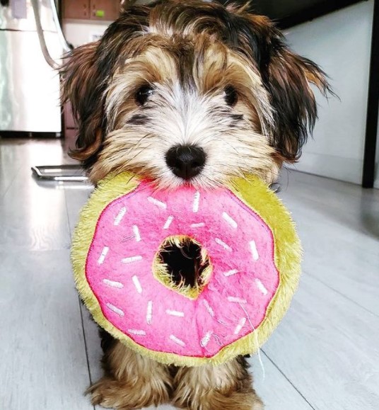 15 Pictures That Prove Havanese Dogs Are Perfect Weirdos 11