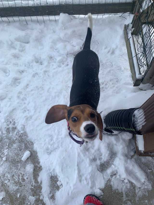 15 Realities That New Beagle Owners Must Accept 11