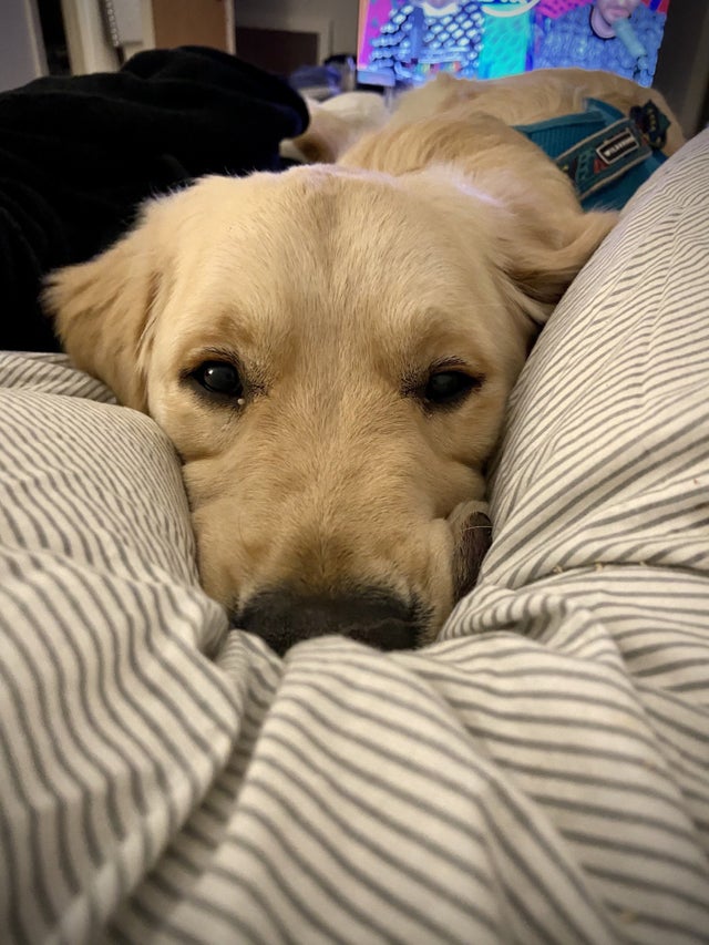 15 Realities That New Golden Retriever Owners Must Accept 11