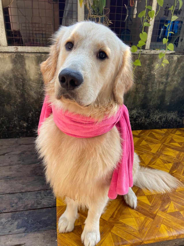 15 Things Only Golden Retriever Owners Will Understand 11