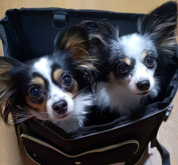 15 Pictures That Prove Papillons Are Perfect Weirdos 11