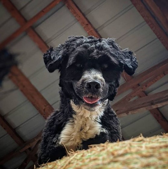 15 Pictures That Prove Portuguese Water Dogs Are Perfect Weirdos 11