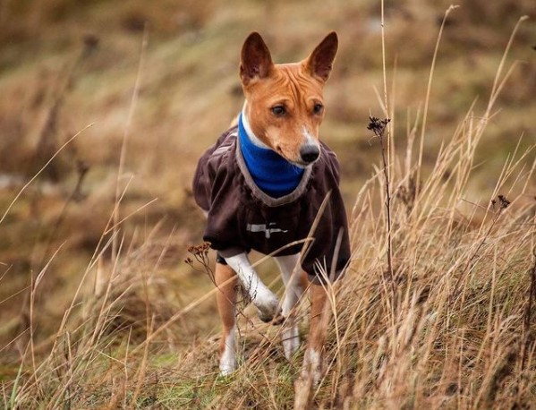 15 Pictures That Prove Basenjis Are Perfect Weirdos 11
