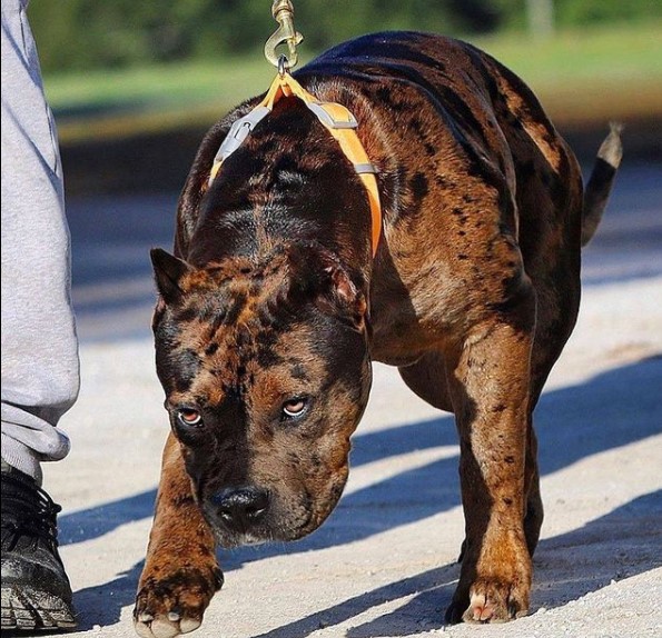 15 Pictures That Prove Pit Bulls Are Perfect Weirdos 11