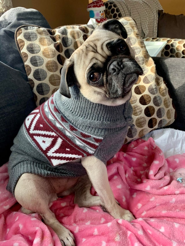 15 Realities That New Pug Owners Must Accept 11