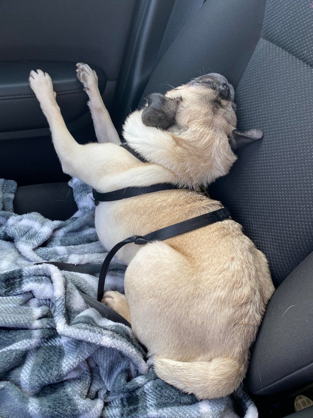 15 Things Only Pug Owners Will Understand 11