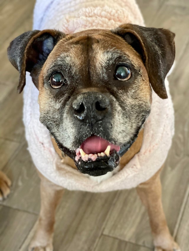 15 Things Only Boxer Owners Will Understand 11