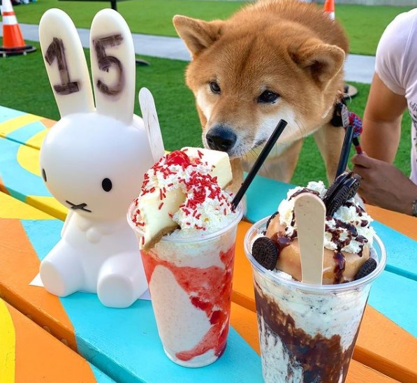 15 Pictures That Prove Shiba Inu Are Perfect Weirdos 11