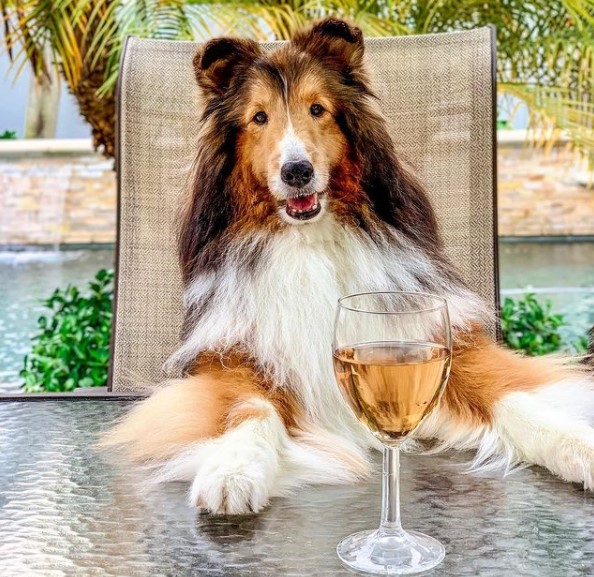 15 Pictures That Prove Collies Are Perfect Weirdos 11