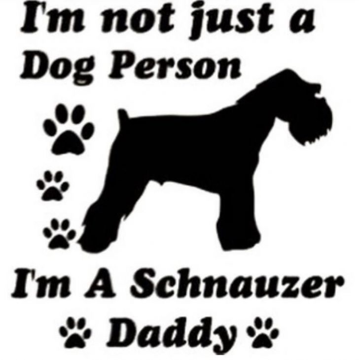 15 Funny Schnauzer Memes To Make Your Day 11 15 Funny Schnauzer Memes To Make Your Day 11