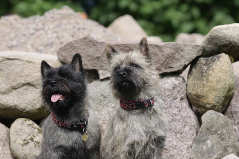 Cairn Terrier 29