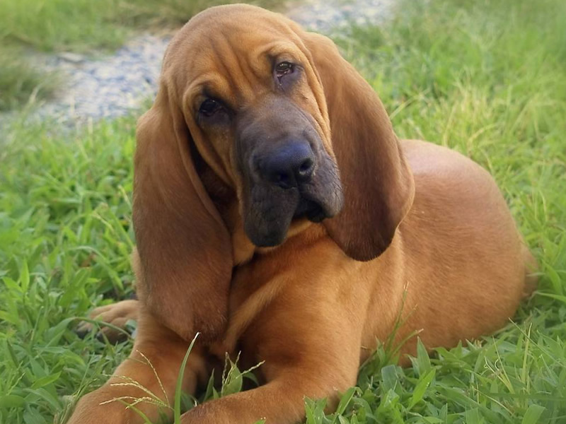 Bloodhound 28