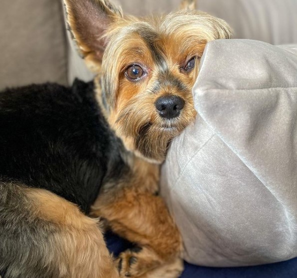 16 Pictures That Prove Yorkies Are Perfect Weirdos 11