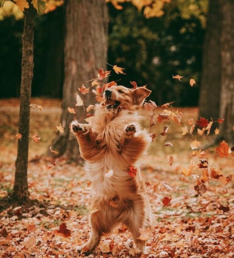 15 Pictures That Prove Golden Retrievers Are Perfect Weirdos 11