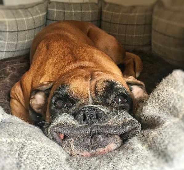 16 Pictures That Prove Boxers Are Perfect Weirdos 10