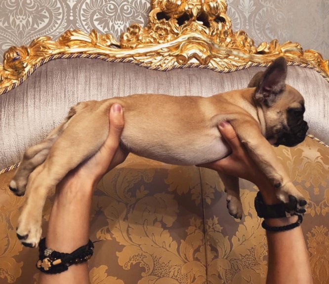 16 Pictures That Prove French Bulldogs Are Perfect Weirdos 9