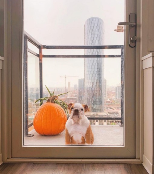 15 Pictures That Prove English Bulldogs Are Perfect Weirdos 9 15 Pictures That Prove English Bulldogs Are Perfect Weirdos 9