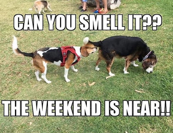 15 Funny Beagle Memes To Make Your Day 11