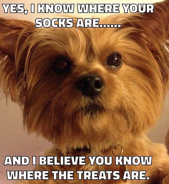 15 Funny Yorkies Memes To Make Your Day 11